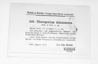 Image of Gloeosporium intumescens